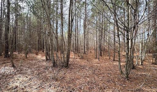Photo #13 of SOLD property in Off Black Creek Rd, Sedley, VA 36.0 acres