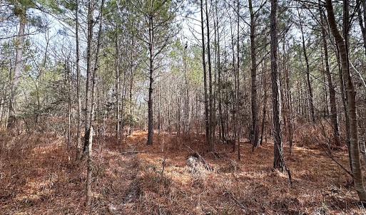 Photo #14 of SOLD property in Off Black Creek Rd, Sedley, VA 36.0 acres