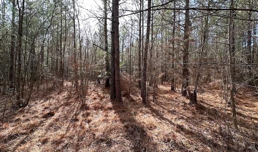 Photo #16 of SOLD property in Off Black Creek Rd, Sedley, VA 36.0 acres