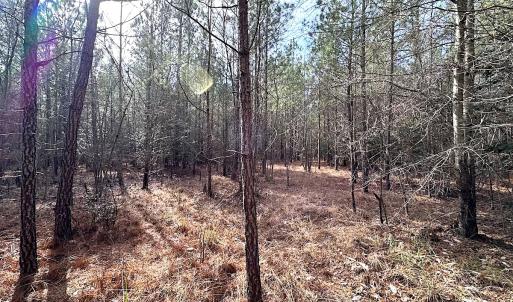 Photo #17 of SOLD property in Off Black Creek Rd, Sedley, VA 36.0 acres