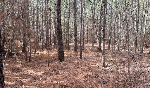 Photo #18 of SOLD property in Off Black Creek Rd, Sedley, VA 36.0 acres