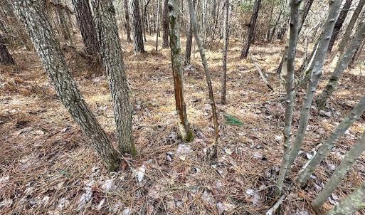 Photo #19 of SOLD property in Off Black Creek Rd, Sedley, VA 36.0 acres