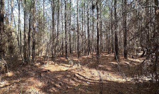 Photo #26 of SOLD property in Off Black Creek Rd, Sedley, VA 36.0 acres