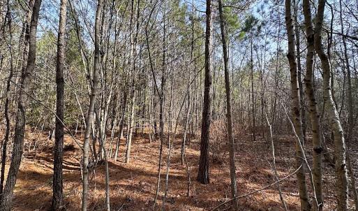 Photo #29 of SOLD property in Off Black Creek Rd, Sedley, VA 36.0 acres