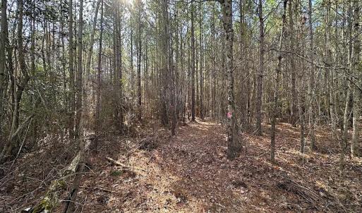 Photo #31 of SOLD property in Off Black Creek Rd, Sedley, VA 36.0 acres