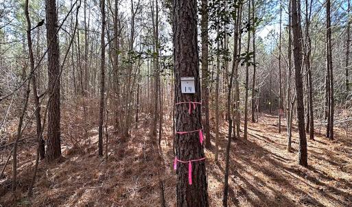 Photo #33 of SOLD property in Off Black Creek Rd, Sedley, VA 36.0 acres