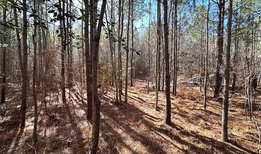 Photo #34 of SOLD property in Off Black Creek Rd, Sedley, VA 36.0 acres
