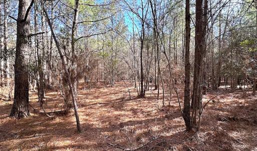 Photo #36 of SOLD property in Off Black Creek Rd, Sedley, VA 36.0 acres