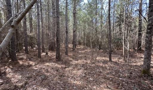 Photo #10 of SOLD property in Off Black Creek Rd, Sedley, VA 37.0 acres