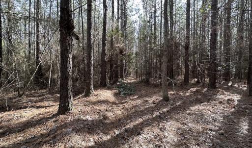 Photo #11 of SOLD property in Off Black Creek Rd, Sedley, VA 37.0 acres