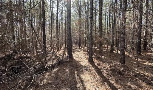Photo #14 of SOLD property in Off Black Creek Rd, Sedley, VA 37.0 acres