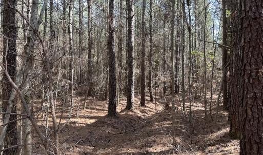 Photo #19 of SOLD property in Off Black Creek Rd, Sedley, VA 37.0 acres