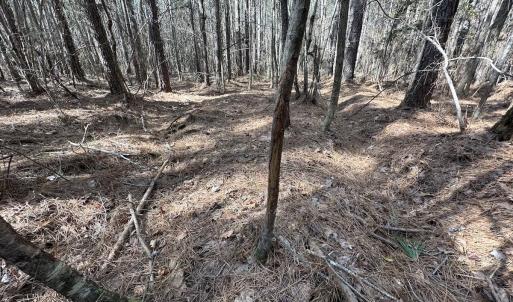 Photo #22 of SOLD property in Off Black Creek Rd, Sedley, VA 37.0 acres