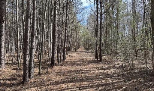 Photo #32 of SOLD property in Off Black Creek Rd, Sedley, VA 37.0 acres