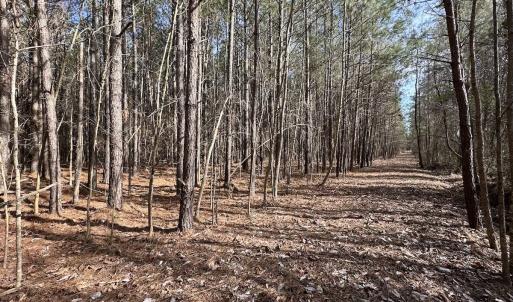 Photo #36 of SOLD property in Off Black Creek Rd, Sedley, VA 37.0 acres