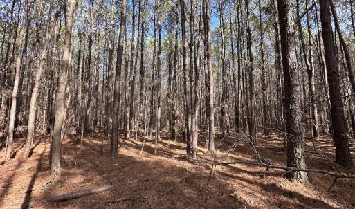 Photo #39 of SOLD property in Off Black Creek Rd, Sedley, VA 37.0 acres