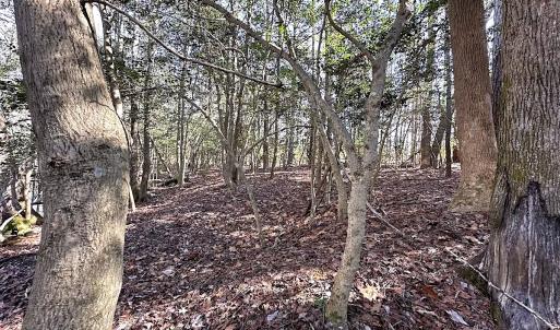 Photo #26 of SOLD property in Off Tuckers Road, Shacklefords, VA 25.5 acres