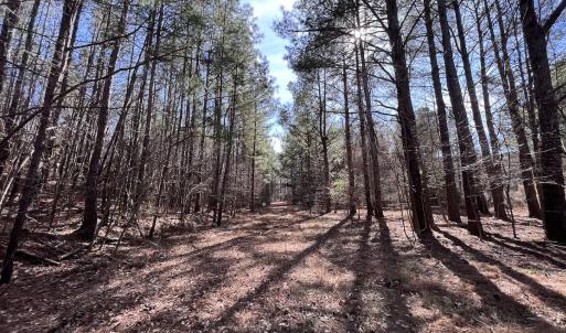 Photo #82 of 657 Collins Mill Rd, Castalia, NC 104.8 acres