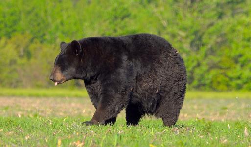 Photo #77 of Off North Lake Rd, Fairfield, NC 11,600.0 acres