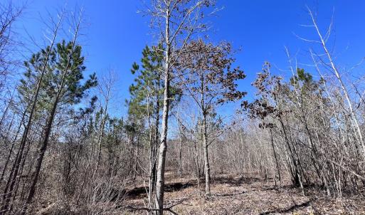 Photo #9 of SOLD property in 05 Beamon Hunt Rd, Warrenton, NC 23.7 acres