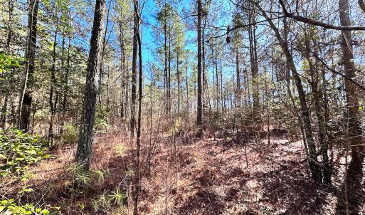 Photo #10 of SOLD property in Off Spring Farm Rd, Dendron, VA 20.0 acres