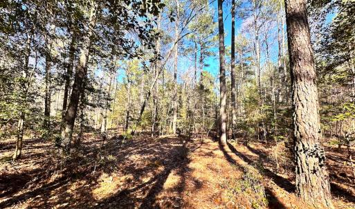 Photo #13 of SOLD property in Off Spring Farm Rd, Dendron, VA 20.0 acres