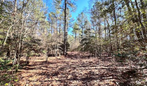 Photo #14 of SOLD property in Off Spring Farm Rd, Dendron, VA 20.0 acres