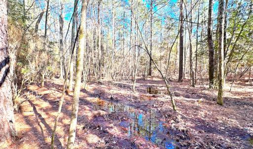 Photo #18 of SOLD property in Off Spring Farm Rd, Dendron, VA 20.0 acres