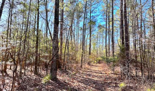 Photo #20 of SOLD property in Off Spring Farm Rd, Dendron, VA 20.0 acres
