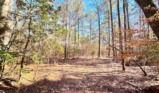 Photo #21 of SOLD property in Off Spring Farm Rd, Dendron, VA 20.0 acres