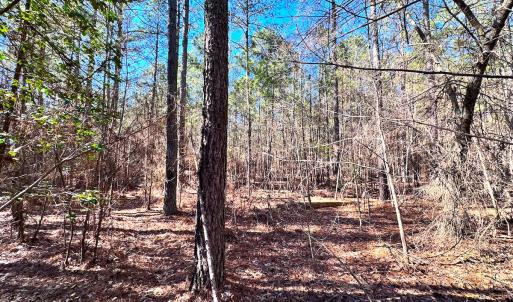 Photo #6 of SOLD property in Off Spring Farm Rd, Dendron, VA 20.0 acres