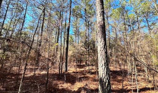 Photo #7 of SOLD property in Off Spring Farm Rd, Dendron, VA 20.0 acres