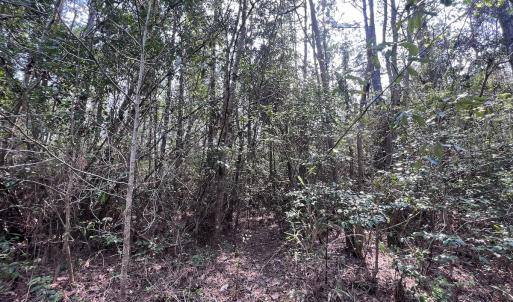 Photo #11 of SOLD property in Off Hwy 306, Grantsboro, NC 31.8 acres