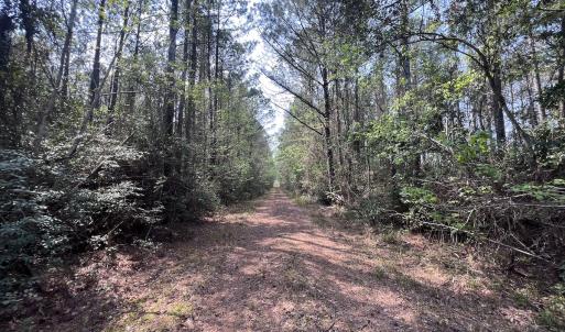 Photo #12 of SOLD property in Off Hwy 306, Grantsboro, NC 31.8 acres