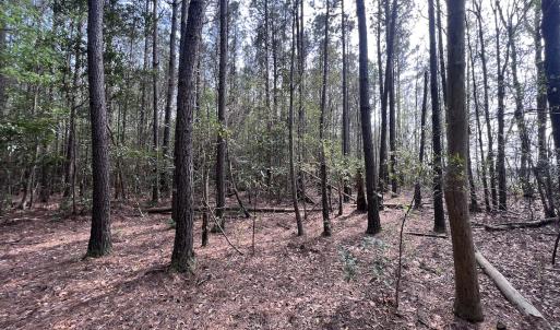 Photo #20 of SOLD property in Off Hwy 306, Grantsboro, NC 31.8 acres