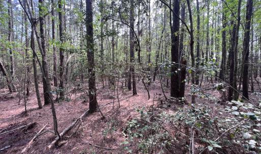 Photo #28 of SOLD property in Off Hwy 306, Grantsboro, NC 31.8 acres