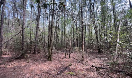 Photo #36 of SOLD property in Off Hwy 306, Grantsboro, NC 31.8 acres