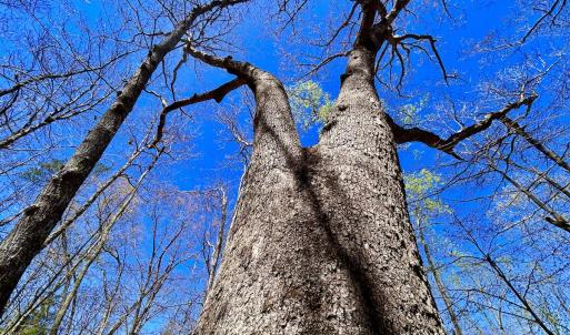 Photo #48 of Off Drawbridge Rd, Pittsville, VA 18.1 acres