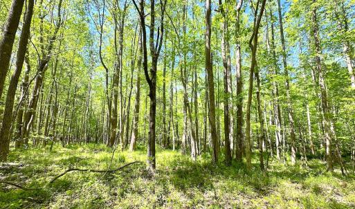 Photo #26 of SOLD property in Off Liberty Rd, Alberta, VA 57.8 acres