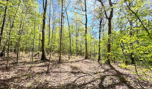 Photo #27 of SOLD property in Off Liberty Rd, Alberta, VA 57.8 acres