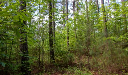 Photo #8 of SOLD property in Off E Indian Caves Rd, Nathalie, VA 20.4 acres