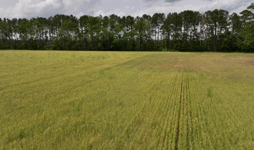 Photo #22 of 481 Nine Mile Rd, Maple Hill, NC 65.3 acres