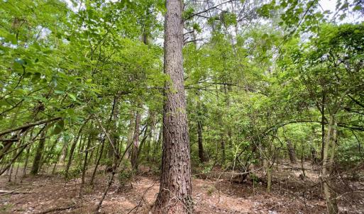 Photo #28 of 481 Nine Mile Rd, Maple Hill, NC 65.3 acres