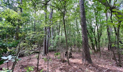 Photo #9 of 481 Nine Mile Rd, Maple Hill, NC 65.3 acres