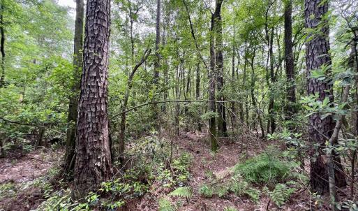 Photo #10 of 481 Nine Mile Rd, Maple Hill, NC 65.3 acres