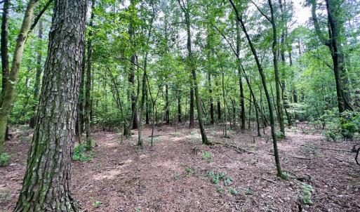 Photo #59 of 481 Nine Mile Rd, Maple Hill, NC 65.3 acres
