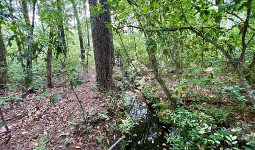 Photo #61 of 481 Nine Mile Rd, Maple Hill, NC 65.3 acres