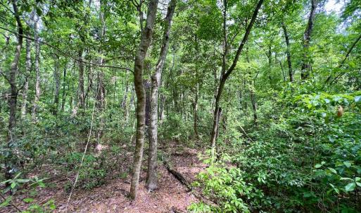 Photo #65 of 481 Nine Mile Rd, Maple Hill, NC 65.3 acres
