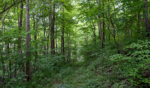 Photo #12 of Off Barton Spur Rd, Ferrum, VA 181.7 acres