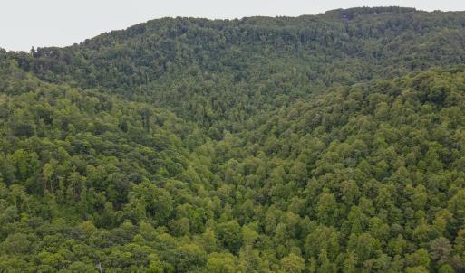 Photo #19 of Off Barton Spur Rd, Ferrum, VA 181.7 acres